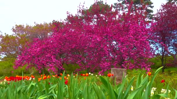 Blooming Sakura Tree Botanical Garden Ukraine — Video Stock