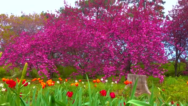 Квітуче Дерево Сакури Ботанічному Саду Україна — стокове відео