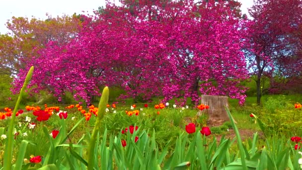 Botanik Bahçesinde Çiçek Açan Sakura Ağacı Ukrayna — Stok video