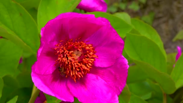 Honey Bees Collect Nectar Pollen Red Flowers Garden Peony — 비디오