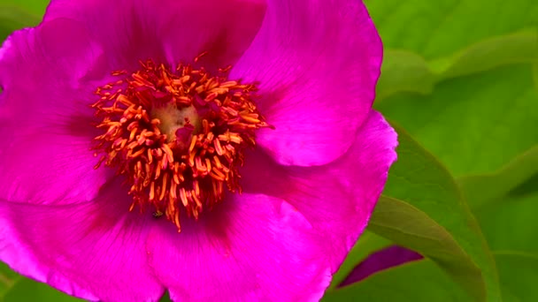 Abelhas Mel Coletam Néctar Pólen Nas Flores Vermelhas Uma Peônia — Vídeo de Stock
