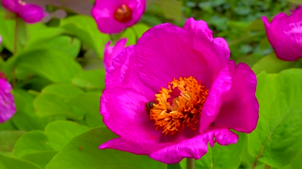 蜜蜂在花园牡丹的红色花朵中采集花蜜和花粉 — 图库视频影像