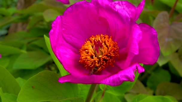 Honey Bees Collect Nectar Pollen Red Flowers Garden Peony — Stockvideo