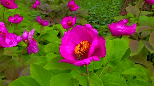 蜜蜂在花园牡丹的红色花朵中采集花蜜和花粉 — 图库视频影像