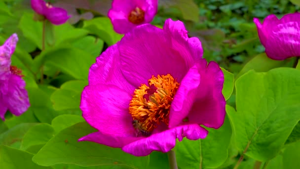 Las Abejas Melíferas Recogen Néctar Polen Las Flores Rojas Una — Vídeo de stock