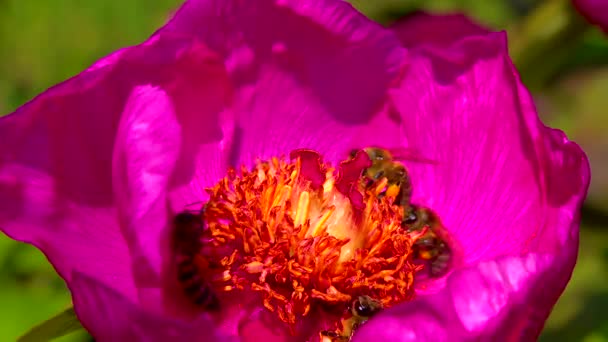 Honey Bees Collect Nectar Pollen Red Flowers Garden Peony — Stock videók