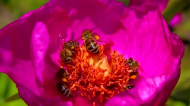 Bal arıları bir şakayığın kırmızı çiçeklerinde nektar ve polen toplarlar.