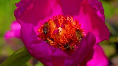 Bal arıları bir şakayığın kırmızı çiçeklerinde nektar ve polen toplarlar.