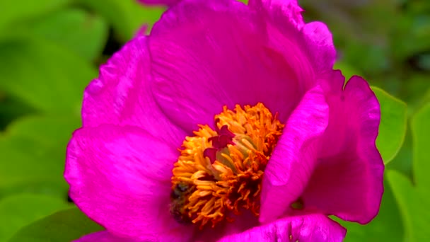 Honungsbin Samlar Nektar Och Pollen Röda Blommorna Trädgårdspion — Stockvideo