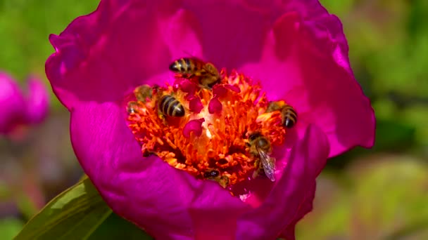 Honingbijen Verzamelen Nectar Stuifmeel Rode Bloemen Van Een Pioenroos — Stockvideo