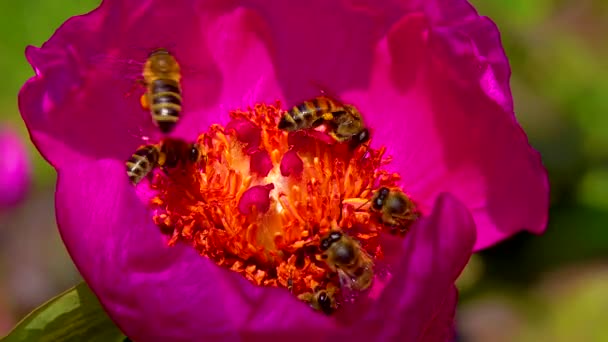 Honungsbin Samlar Nektar Och Pollen Röda Blommorna Trädgårdspion — Stockvideo