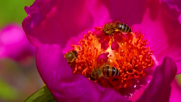 Honey Bees Collect Nectar Pollen Red Flowers Garden Peony — Stock videók