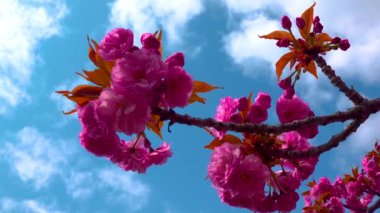 Botanik bahçesinde çiçek açan kiraz ağacı, Ukrayna