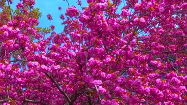 Botanik bahçesinde çiçek açan sakura ağacı, Ukrayna