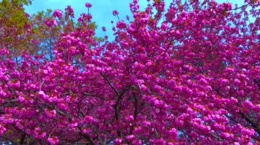 Botanik bahçesinde çiçek açan sakura ağacı, Ukrayna