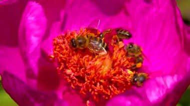 Bal arıları bir şakayığın kırmızı çiçeklerinde nektar ve polen toplarlar.