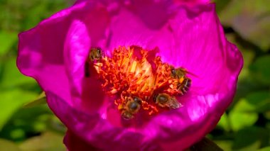 Bal arıları bir şakayığın kırmızı çiçeklerinde nektar ve polen toplarlar.