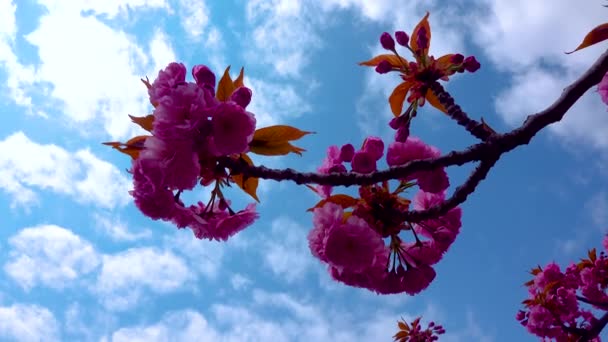 Цвітіння Сакури Цвіт Вишневого Цвіту Ботанічному Саду України — стокове відео