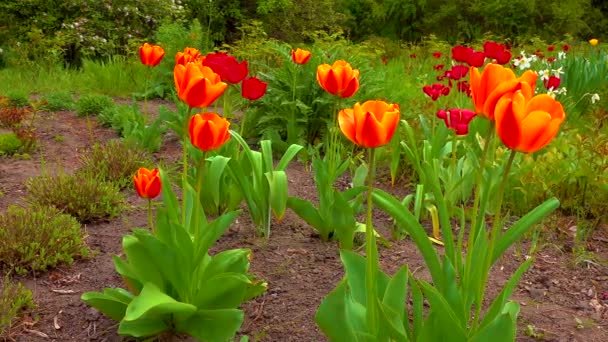 Lkbaharda Botanik Bahçesinde Laleler Diğer Renkli Çiçekler Açar — Stok video