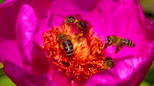 Honey Bees Collect Nectar Pollen Red Flowers Garden Peony — Stock videók