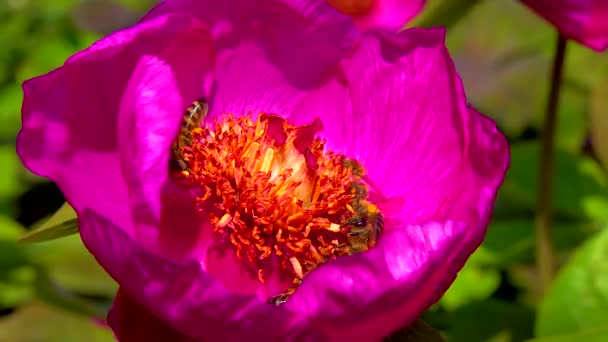 Μέλισσες Συλλέγουν Νέκταρ Και Γύρη Στα Κόκκινα Λουλούδια Μιας Παιώνιας — Αρχείο Βίντεο