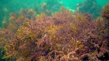 Deniz yosunları, deniz kıyısındaki deniz yosunları.