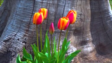 Tulips and other colorful flowers bloom in spring in the botanical garden
