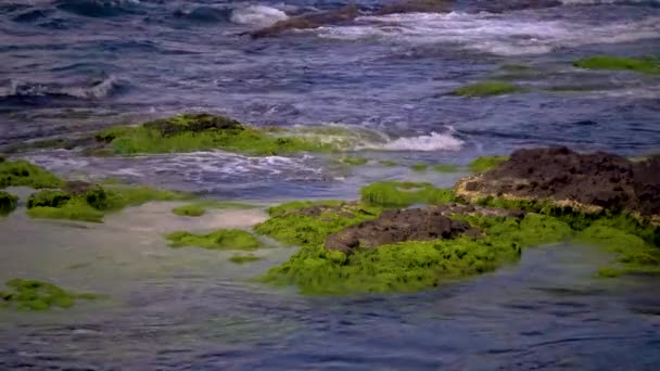 Gröna Alger Stenar Och Stenar Kustzonen Svarta Havet — Stockvideo