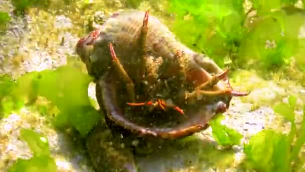 Hermit Crab Clibanarius Erythropus Crayfish Protrudes Shell Mollusk Rapana Stone — Wideo stockowe