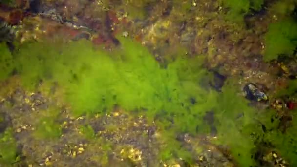 Green Algae Stones Rocks Coastal Zone Black Sea — ストック動画