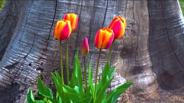 Tulips Other Colorful Flowers Bloom Spring Botanical Garden — Wideo stockowe
