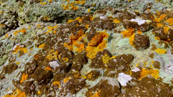 Coastal Yellow Brown Salt Tolerant Lichens Rocks Water Bulgaria Black — Video Stock