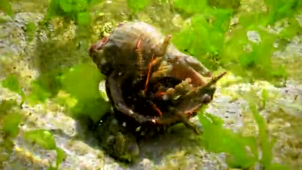 Hermit Crab Clibanarius Erythropus Crayfish Protrudes Shell Mollusk Rapana Stone — Stock videók