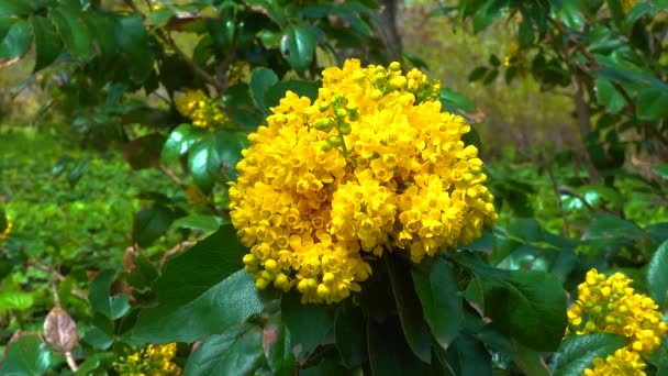 俄勒冈州的葡萄或冬青叶桑树 Mahonia Aquifolium 开着小黄花的花 — 图库视频影像