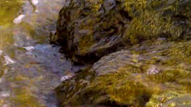 Sea waves in the Black Sea break on a stone overgrown with algae