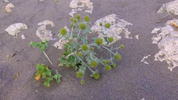 黑海海岸岩石上的嗜盐碱海岸植物 — 图库视频影像