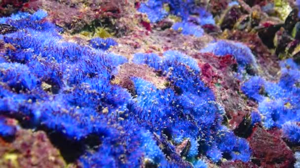 Blue Sea Sponges Disidea Fragilis Coastal Cliffs Bulgaria Black Sea — Stock video