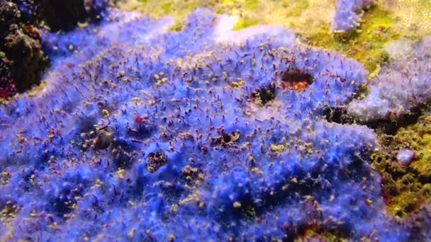 Μπλε Σφουγγάρια Disidea Fragilis Στους Παράκτιους Βράχους Της Βουλγαρίας Μαύρη — Αρχείο Βίντεο