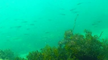 Bir Atherina Pontica sürüsü yiyecek için plankton aramak için Cystoseira algleri yakınlarında yüzer, Karadeniz