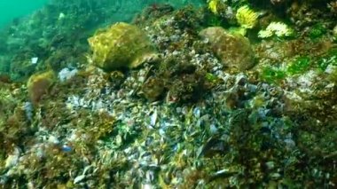 Taşların altındaki yırtıcı yumuşakçalar (Rapana venosa) Karadeniz midyelerini yerler. Zararlı İşgalci