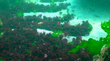 A layer of Phyllophora algae at the bottom sways under the influence of waves, the Black Sea