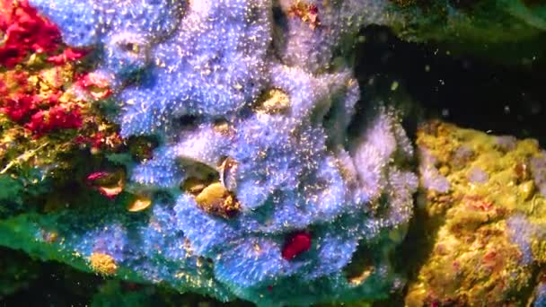 Błękitne Gąbki Morskie Disidea Fragilis Nadmorskich Klifach Bułgarii Morze Czarne — Wideo stockowe