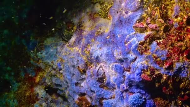 Błękitne Gąbki Morskie Disidea Fragilis Nadmorskich Klifach Bułgarii Morze Czarne — Wideo stockowe