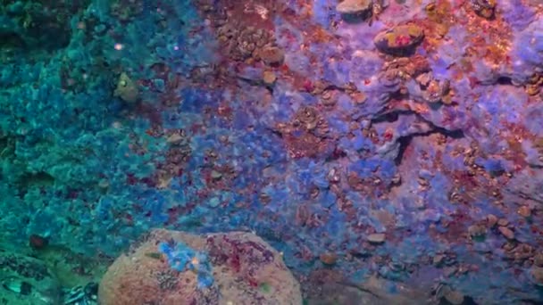 Сині Морські Губки Disidea Fragilis Прибережних Скелях Болгарії Чорне Море — стокове відео