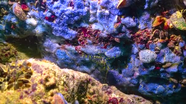 Креветки Palaemon Elegans Повзають Морським Губкам Чорне Море — стокове відео