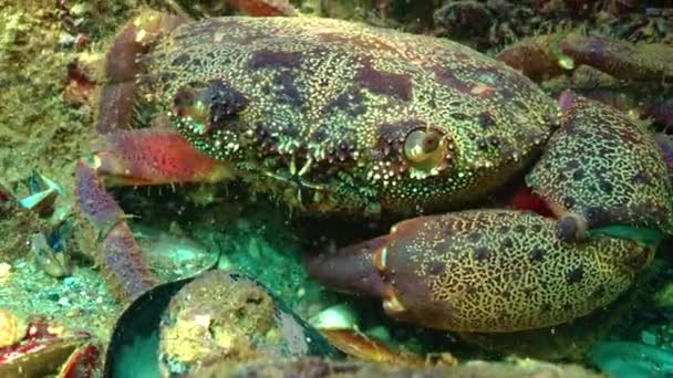 Decapods Warty Crab Eriphia Verrucosa Black Sea — Stok video