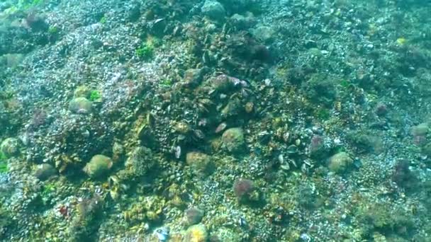 Predatory Mollusks Rapana Venosa Bottom Biocenosis Stones Eat Black Sea — Stok video