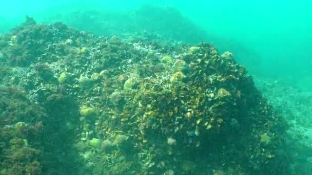 Moluscos Predatórios Rapana Venosa Biocenose Fundo Pedras Comem Mexilhão Mar — Vídeo de Stock