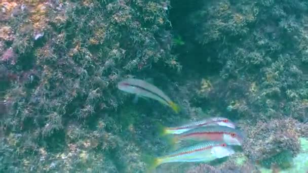Küçük Balık Sürüsü Blunt Burunlu Tekir Mullus Barbatus Ponticus Sığ — Stok video