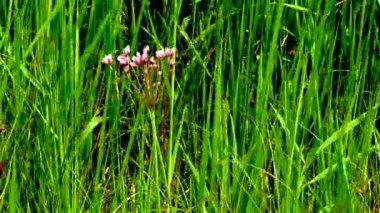 Flowering rush, grass rush (Butomus umbellatus), plant blooms in reed beds in a lake, Ukraine